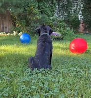 Franklyn Cane Corso, a male Cane Corso for sale in Saint Cloud, MN – 4 of 9