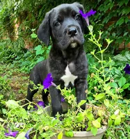 Franklyn Cane Corso, a male Cane Corso for sale in Saint Cloud, MN – 6 of 9