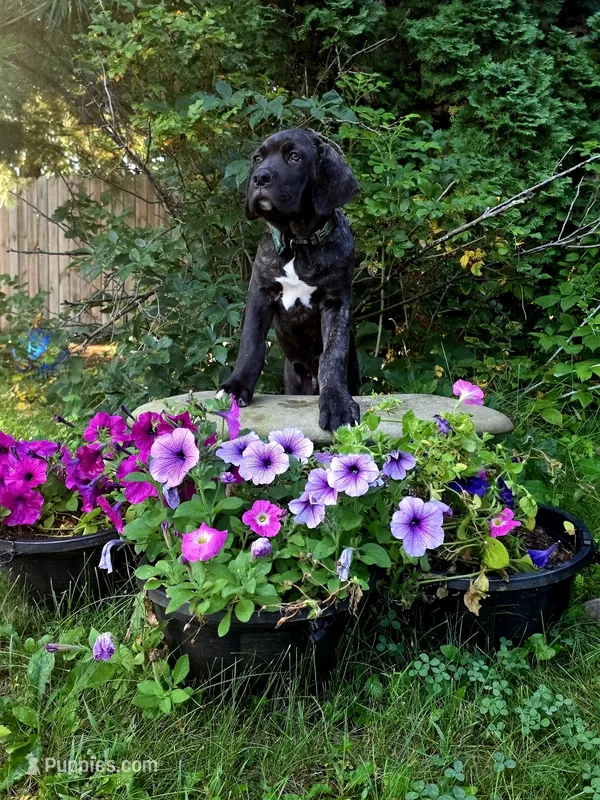 Franklyn Cane Corso – Cane Corso puppy for sale in Saint Cloud, MN