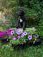 Franklyn Cane Corso, a male Cane Corso for sale in Saint Cloud, MN – 1 of 9