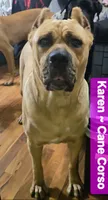 Franklyn Cane Corso, a male Cane Corso for sale in Saint Cloud, MN – 5 of 9