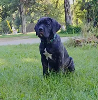 Franklyn Cane Corso, a male Cane Corso for sale in Saint Cloud, MN – 3 of 9