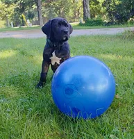 Franklyn Cane Corso, a male Cane Corso for sale in Saint Cloud, MN – 2 of 9