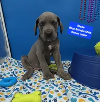 Blade Blue Eyes, a male Great Dane and Cane Corso for sale in Saint Cloud, MN – 5 of 9