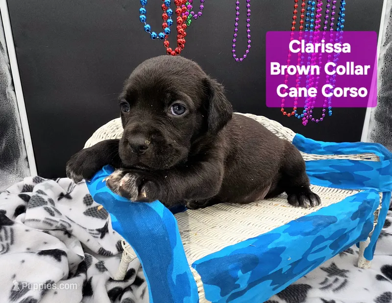 Clarissa  – Cane Corso puppy for sale in Saint Cloud, MN