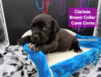 Clarissa , a female Cane Corso for sale in Saint Cloud, MN – 1 of 8