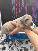 Serenity Blue eyes! Silver Merle, a female Great Dane and Cane Corso for sale in Saint Cloud, MN – 5 of 10