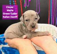 Clover Blue eye silver merle, a female Great Dane and Cane Corso for sale in Saint Cloud, MN – 5 of 5