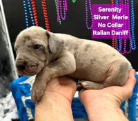 Serenity Blue eyes! Silver Merle, a female Great Dane and Cane Corso for sale in Saint Cloud, MN – 2 of 10