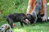 Crimson PRICE REDUCED THROUGH WEEKEND, a female Great Dane and Cane Corso for sale in Saint Cloud, MN – 4 of 6