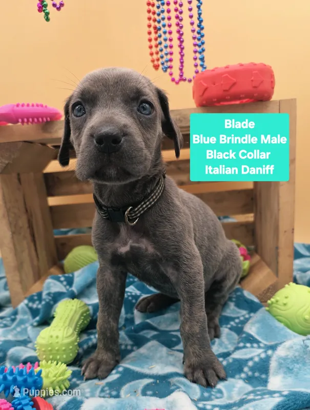 Blade – Great Dane, Cane Corso puppy for sale in Saint Cloud, MN