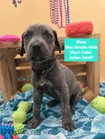 Blade Blue Eyes, a male Great Dane and Cane Corso for sale in Saint Cloud, MN – 8 of 9