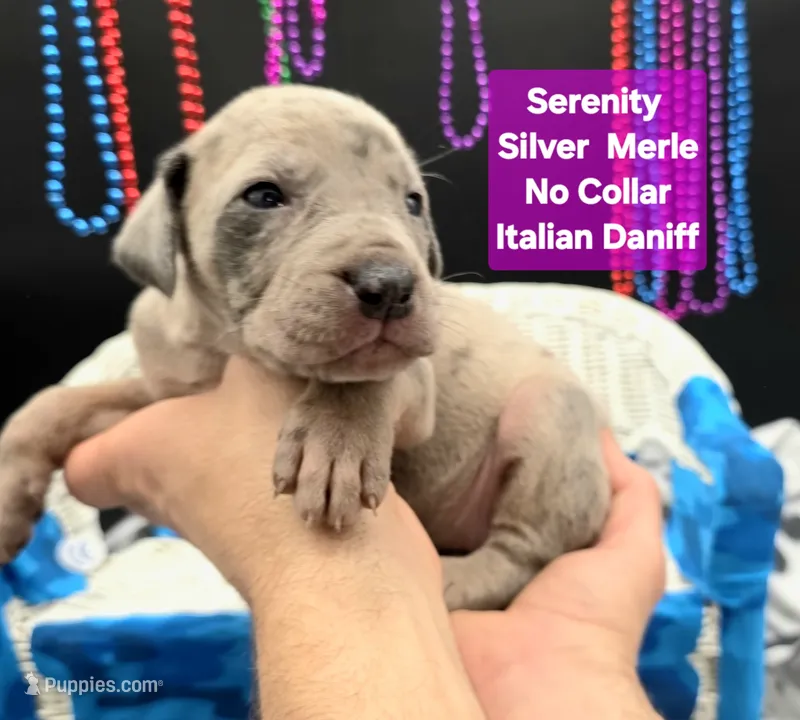 Serenity Blue eyes! Silver Merle – Great Dane, Cane Corso puppy for sale in Saint Cloud, MN