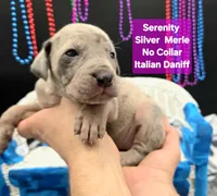 Serenity Blue eyes! Silver Merle, a female Great Dane and Cane Corso for sale in Saint Cloud, MN – 1 of 10