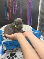 Lullaby , a female Great Dane and Cane Corso for sale in Saint Cloud, MN – 2 of 6