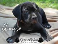 Clarissa , a female Cane Corso for sale in Saint Cloud, MN – 1 of 8