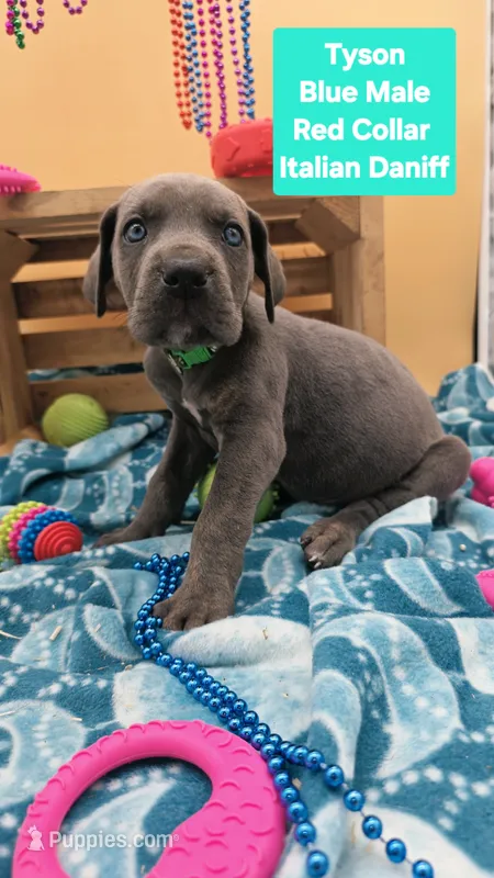 Tyson  – Great Dane, Cane Corso puppy for sale in Saint Cloud, MN