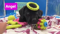 Angel, a female Cane Corso for sale in Saint Cloud, MN – 5 of 5