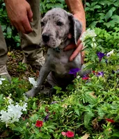 Ghost (blue eyes!) PRICE REDUCED THROUGH WEEKENDSilver Merle , a female Great Dane for sale in Saint Cloud, MN – 7 of 8
