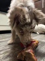 Boog, a  Miniature American Shepherd for sale in Henderson, NV – Photo 2 of 4