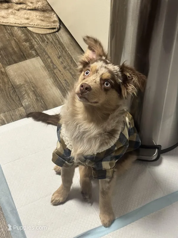 Boog, a  Miniature American Shepherd for sale in Henderson, NV – Photo 1 of 4