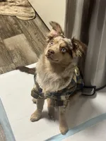 Boog, a  Miniature American Shepherd for sale in Henderson, NV – Photo 1 of 4