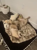 Boog, a  Miniature American Shepherd for sale in Henderson, NV – Photo 4 of 4