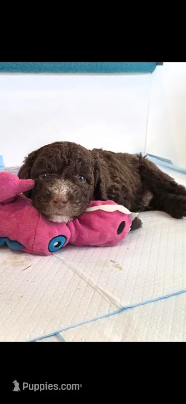Junior – Spanish Water Dog puppy for sale in South Jordan, UT