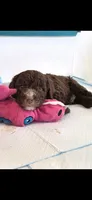 Junior, a male Spanish Water Dog for sale in South Jordan, UT – 1 of 6
