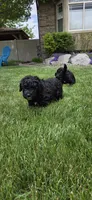 Georgia, a female Spanish Water Dog for sale in South Jordan, UT – 2 of 5