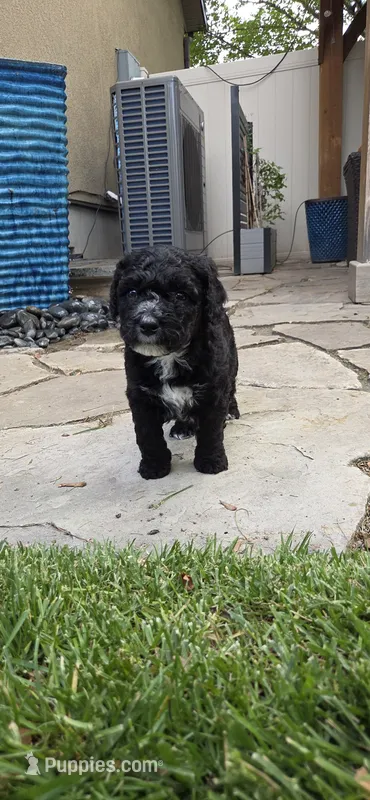 LadyBug – Spanish Water Dog puppy for sale in South Jordan, UT