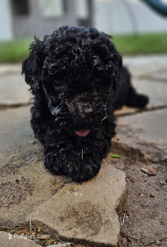 Georgia – Spanish Water Dog puppy for sale in South Jordan, UT