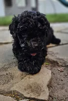 Georgia, a female Spanish Water Dog for sale in South Jordan, UT – 1 of 5