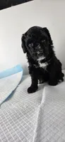 LadyBug, a female Spanish Water Dog for sale in South Jordan, UT – 3 of 4