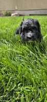 LadyBug, a female Spanish Water Dog for sale in South Jordan, UT – 2 of 4
