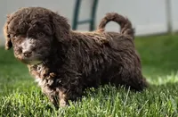 Junior, a male Spanish Water Dog for sale in South Jordan, UT – 3 of 6
