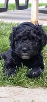 James, a male Spanish Water Dog for sale in South Jordan, UT – 3 of 3