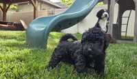 Georgia, a female Spanish Water Dog for sale in South Jordan, UT – 4 of 5