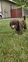 Junior, a male Spanish Water Dog for sale in South Jordan, UT – 2 of 6