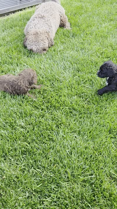 Junior, a male Spanish Water Dog for sale in South Jordan, UT – 6 of 6