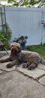 Junior, a male Spanish Water Dog for sale in South Jordan, UT – 5 of 6