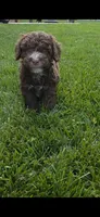 Junior, a male Spanish Water Dog for sale in South Jordan, UT – 4 of 6