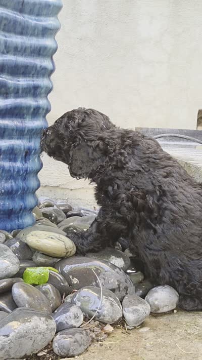 Georgia, a female Spanish Water Dog for sale in South Jordan, UT – 3 of 5