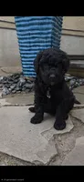 Georgia, a female Spanish Water Dog for sale in South Jordan, UT – 5 of 5