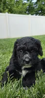 LadyBug, a female Spanish Water Dog for sale in South Jordan, UT – 4 of 4