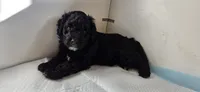 James, a male Spanish Water Dog for sale in South Jordan, UT – 2 of 3