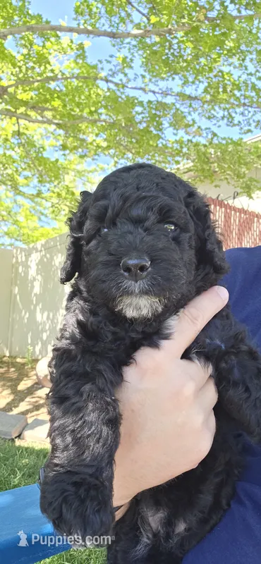 James – Spanish Water Dog puppy for sale in South Jordan, UT