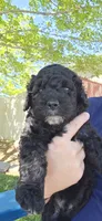 James, a male Spanish Water Dog for sale in South Jordan, UT – 1 of 3