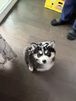Nala, a female Pomsky for sale in Commerce City, CO – 5 of 6