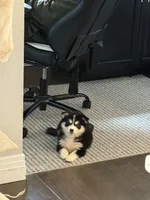 Nala, a female Pomsky for sale in Commerce City, CO – 4 of 6